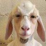 Profilbild von دكتور حزيفة النجار