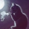 До свадьбы на живот's profile picture