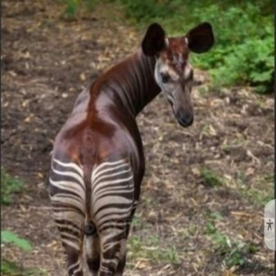 ilciccio67bis's profile picture