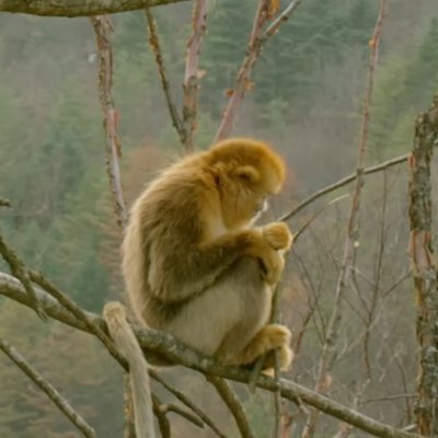 보보's profile picture