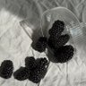 Фото профиля blackberry 𓃴