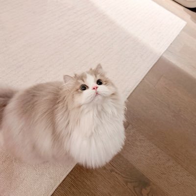 美乐蒂's profile picture