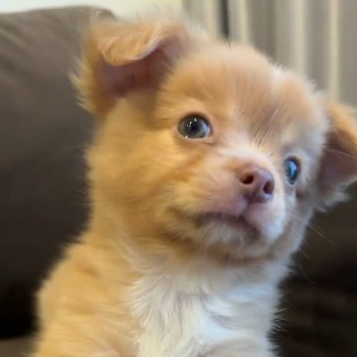 Saphanmai_tt's profile picture