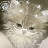 Фото профиля WIELD_CAT🥤