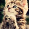 Profilbild von Kitten 🐱