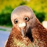 Profilbild von sasi