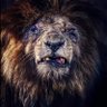Tongai's profile picture