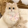 猫猫鱼 的头像