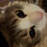 PepperyAngelina's profile picture