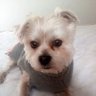 Colin Loves Corgis But Hates Racists. And Rapists.'s profile picture