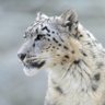 Profilbild von Snow Leopard