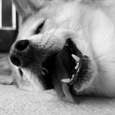 U_Inu1's profile picture
