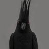 Chainsmoker parrot IMU 🟪⬛⬜⬜'s profile picture