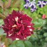 Фото профиля Rose