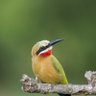 Profilbild von bebespike