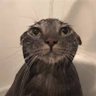 vjbnbjk profil fotoğrafı