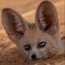 choquéparX🍉🤪(remember THE CARACAL)'s profile picture