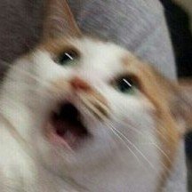 tidakmenaric's profile picture