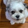 たい焼き太郎's profile picture
