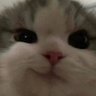 Profilbild von SimoR