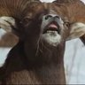 FeerBucs's profile picture