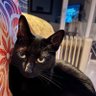 Profilbild von Shirley-Ann