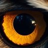 VvatcherZ's profile picture