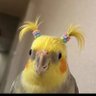 Mauiswift profil fotoğrafı