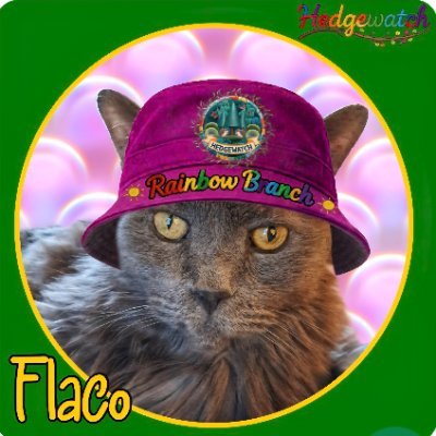 CatnPitEWrnglr's profile picture
