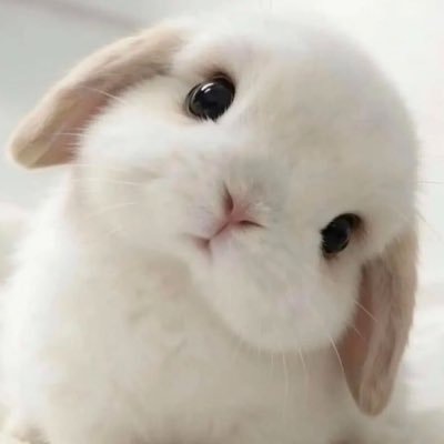 wstudou11's profile picture