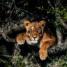 A Lions Main & A's profile picture