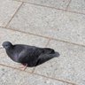 Фото профиля はとぽっぽ