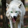GhostWolf13's profile picture