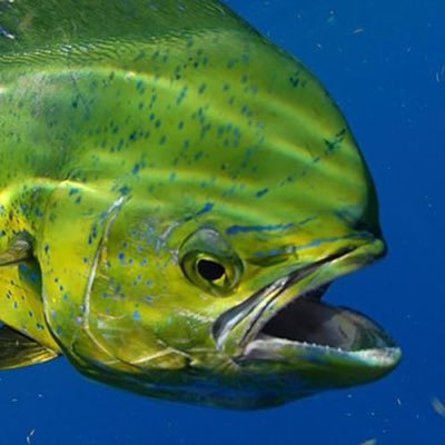 Fishclips 🐠's profile picture