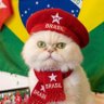 Leoncio o gato .. Faz o L... 的头像