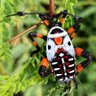 Biodiversidad de Guanajuato 🐸 profil fotoğrafı
