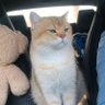Lilith🍓 profil fotoğrafı