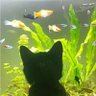 shiba profil fotoğrafı