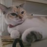 白猫詐欺にあった黒猫ニャンタロウ! 的头像