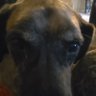 Profilbild von Tommy