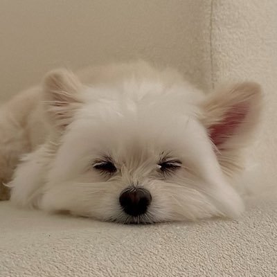 느룽밥's profile picture