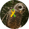オッカサンドラ's profile picture