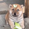 Teogaf's profile picture