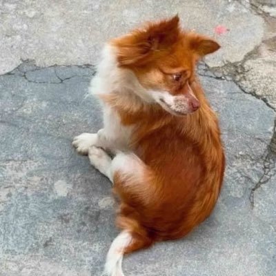 JusticeForWangWang's profile picture