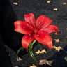 安钧璨's profile picture