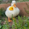 Фото профиля duck
