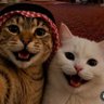 نویسنده بی مسئولیت 的头像
