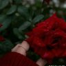 بدون اسم profil fotoğrafı