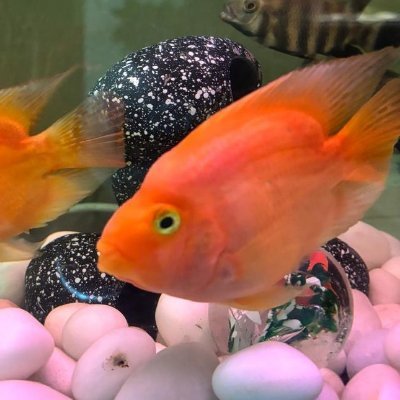 onlyshemalehub's profile picture