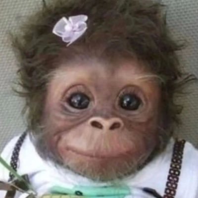 halaldaiz's profile picture